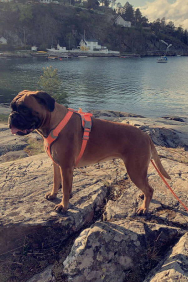 Hund - Boxer Milla Hund - Boxer Milla