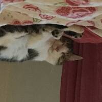 Katt