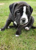 Luna- old english bulldog hvalp  Luna- old english bulldog hvalp