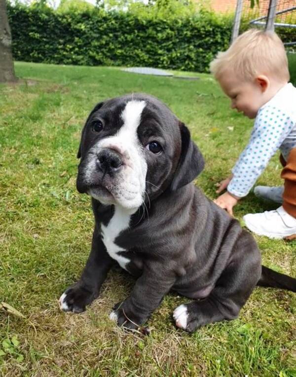 Hund - Luna- old english bulldog hvalp 