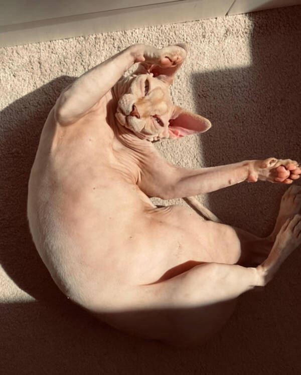 Katt - Sphynx Bounow 