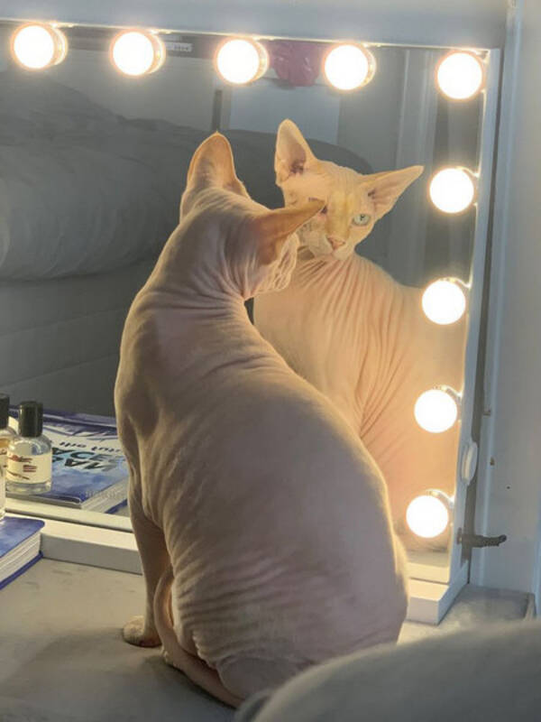 Katt - Sphynx Bounow 