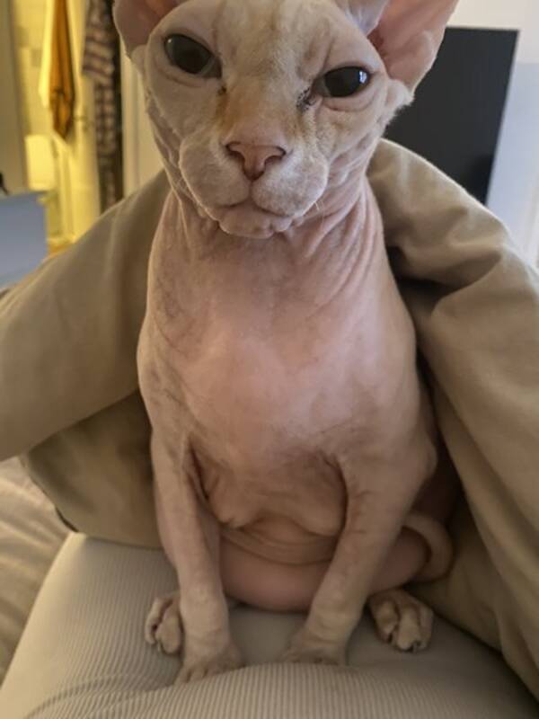Katt - Sphynx Bounow 