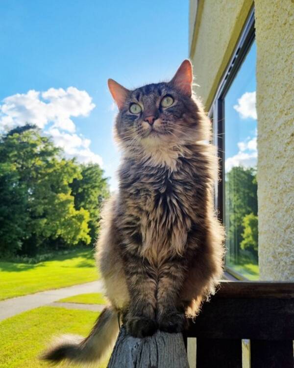 Katt - Sibirisk/Ragdoll Harry