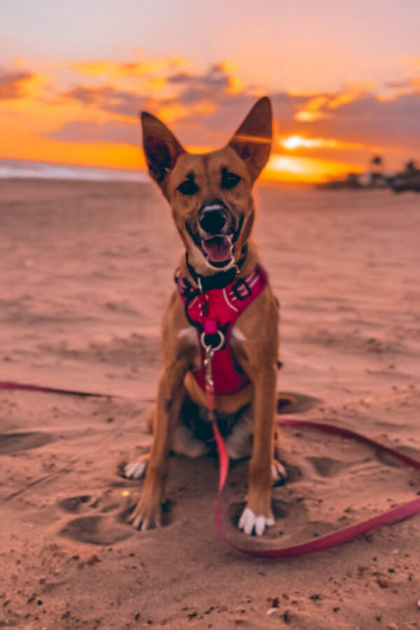 Hund - Mandi, rescuedog frn Portugal, 10 mnad