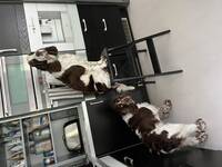 Två engelska springer spaniels 