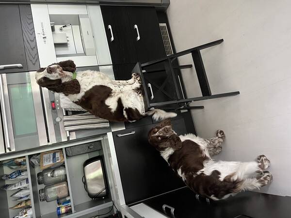 Hund - Två engelska springer spaniels 