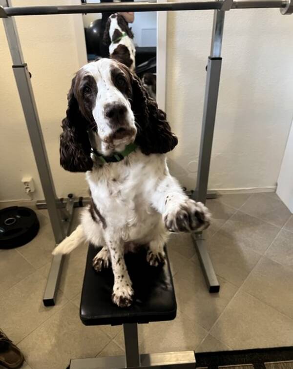 Hund - Två engelska springer spaniels 