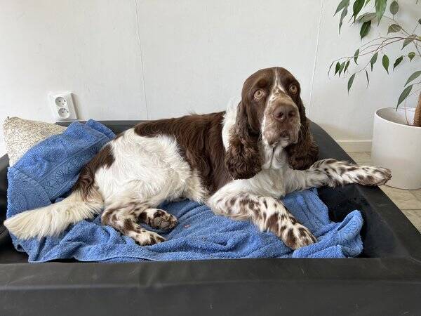 Hund - Två engelska springer spaniels 