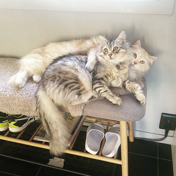 Katt - Sibirisk katt 