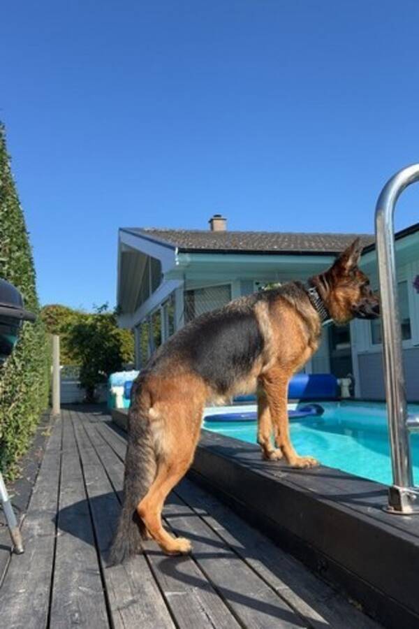 Hund - Schfer