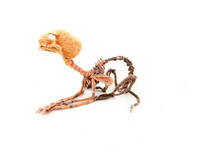 Anatomisk tekstilkunst Anatomisk tekstilkunst