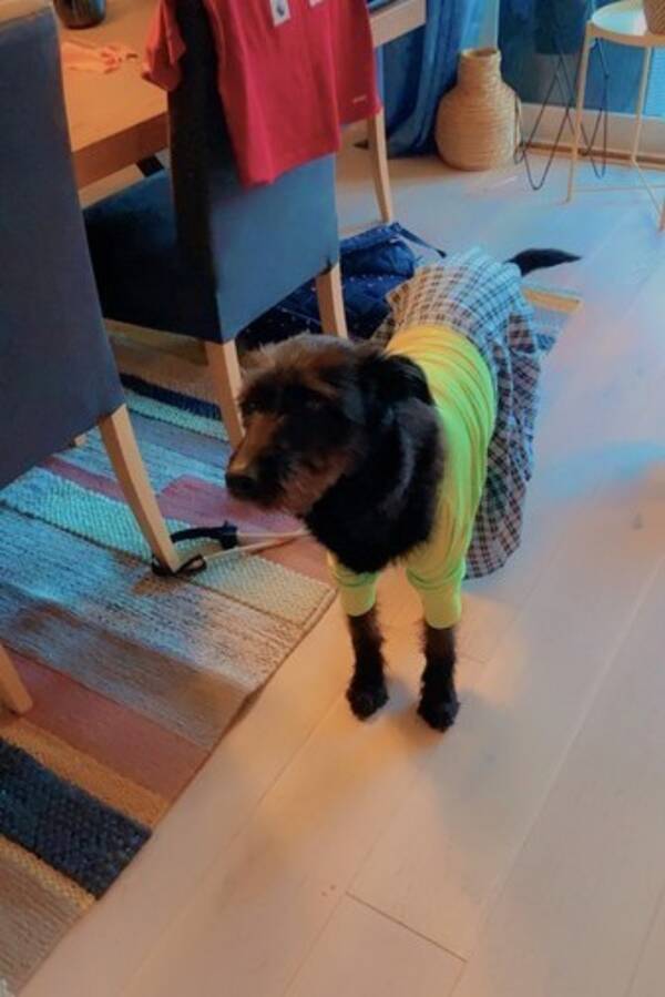 Hund - Fia - blandingshund