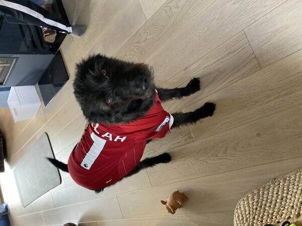 Hund - Fia - blandingshund