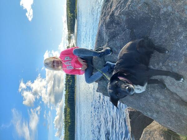 Hund - Bordercollie/labrador 12 år