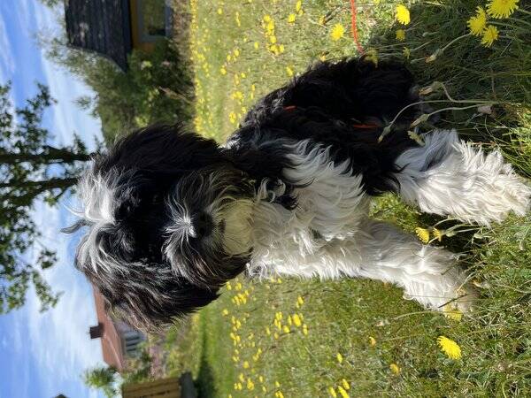 Hund - Tibetansk Terrier Luka
