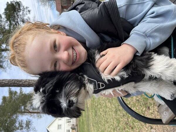 Hund - Tibetansk Terrier Luka