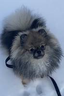 Pomeranien 