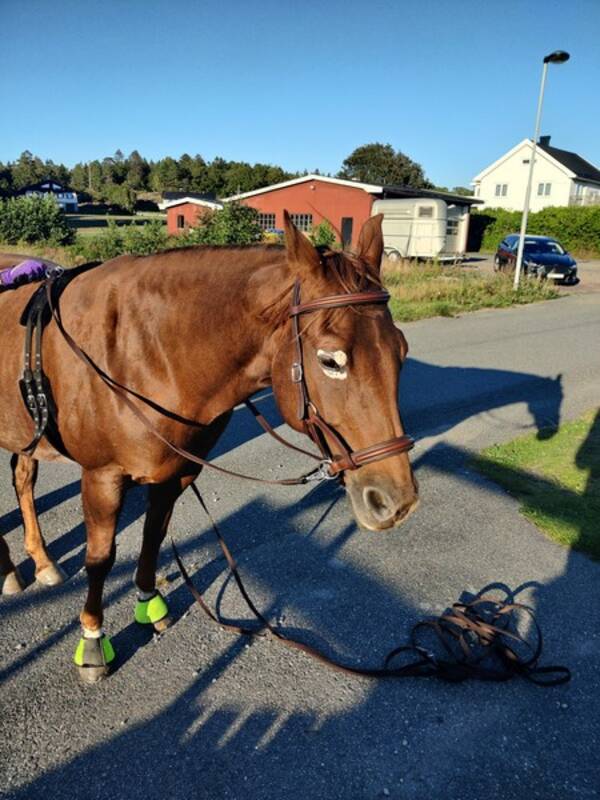 Annet - Hollywood Olena