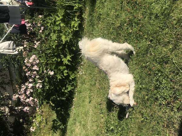 Hund - Pomapoo.  Marley Hund - Pomapoo.  Marley