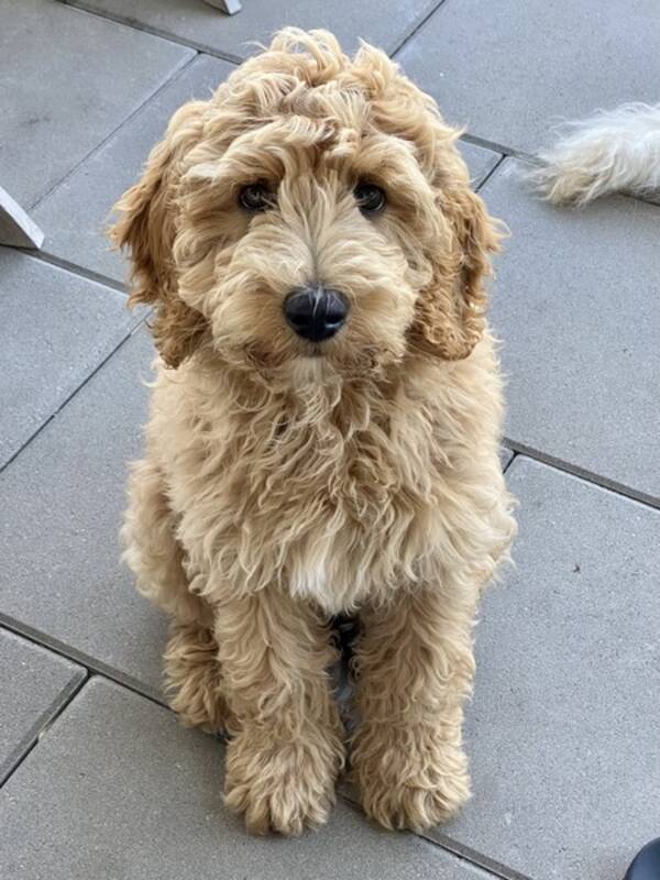 Hund - Labradoodle Dixie