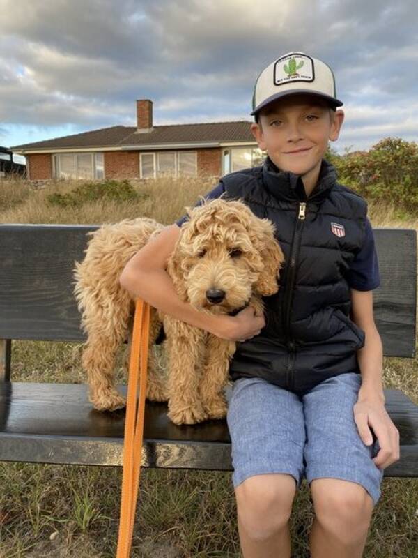 Hund - Labradoodle Dixie