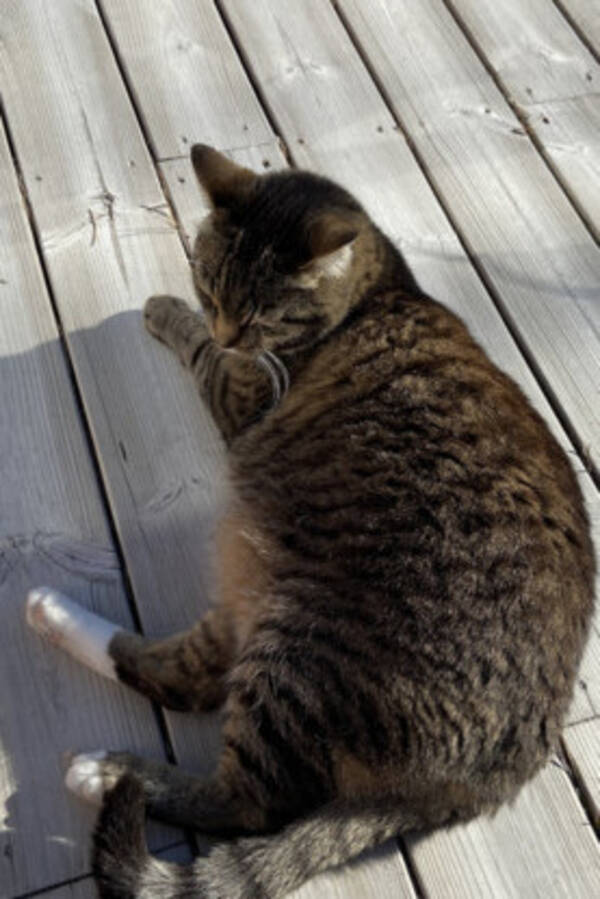 Katt - Katten Elis 