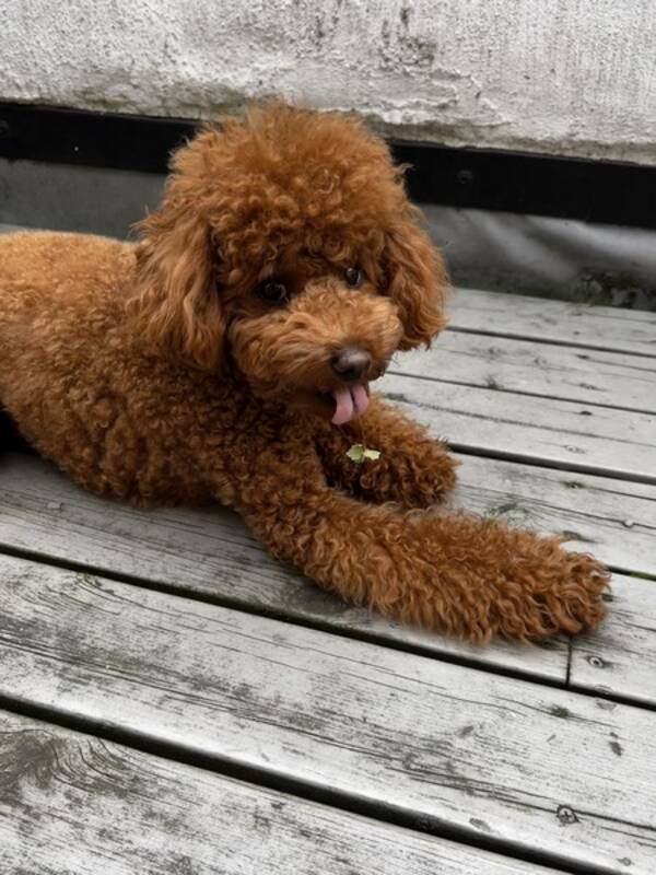 Hund - Puddel Simba