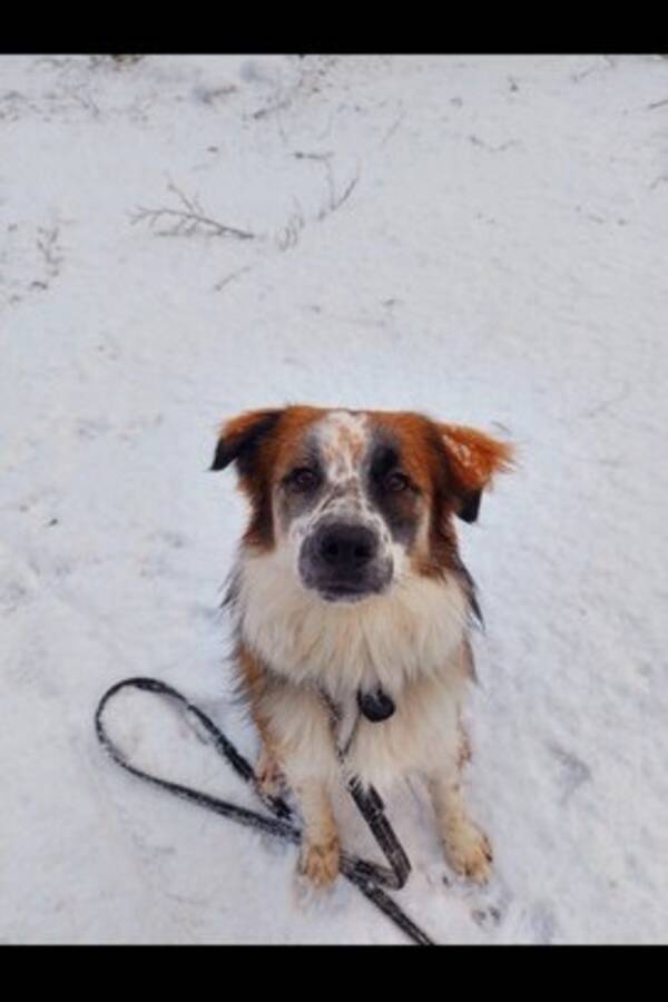 Hund - Gatuhund frn litauen namn Rufus 