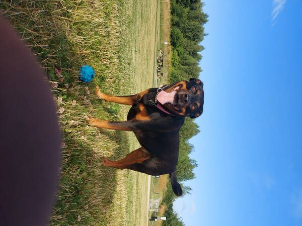 Hund - Blandras Sally 