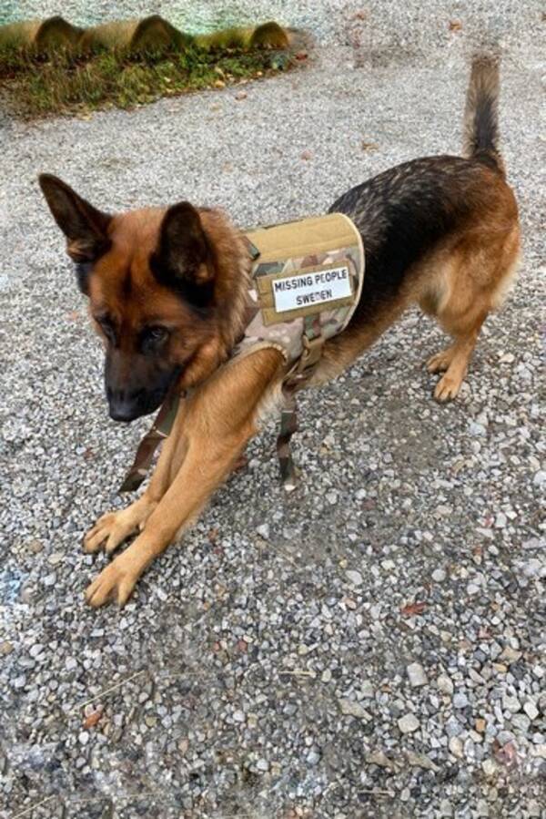 Hund - Schfer Haylee