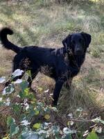 Hund