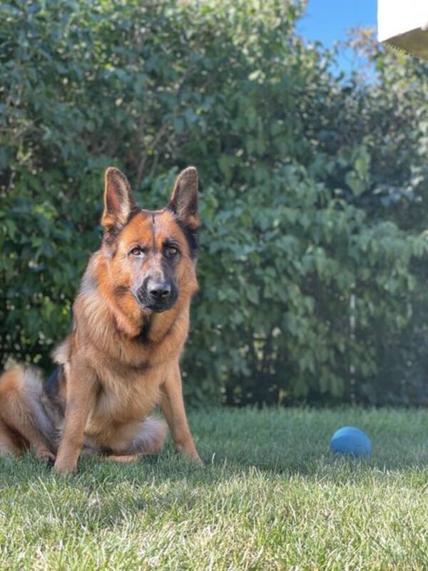 Hund - Schfer Haylee