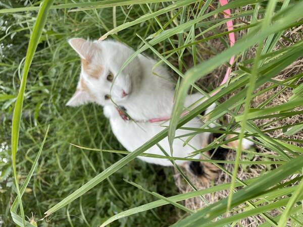 Katt - Halvt tyskisk van rasekatt - Chloe