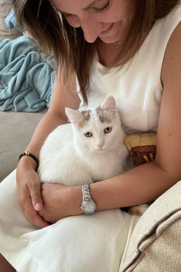 Katt - Halvt tyskisk van rasekatt - Chloe