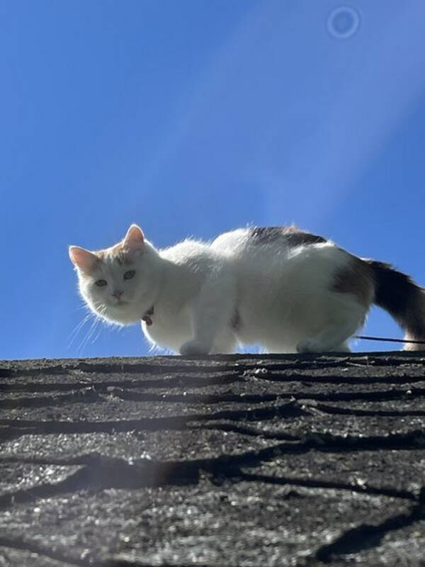 Katt - Halvt tyskisk van rasekatt - Chloe