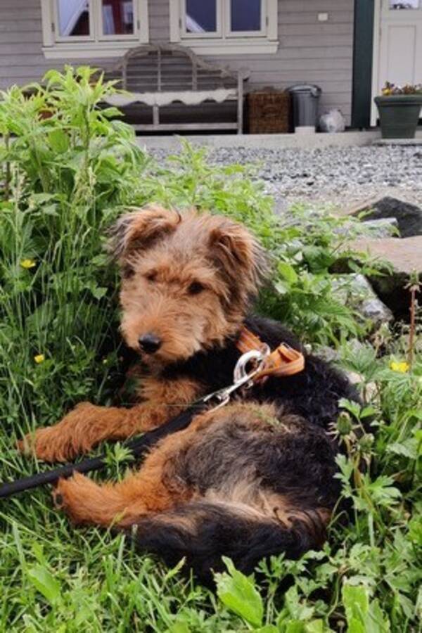 Hund - Welsh terrier
