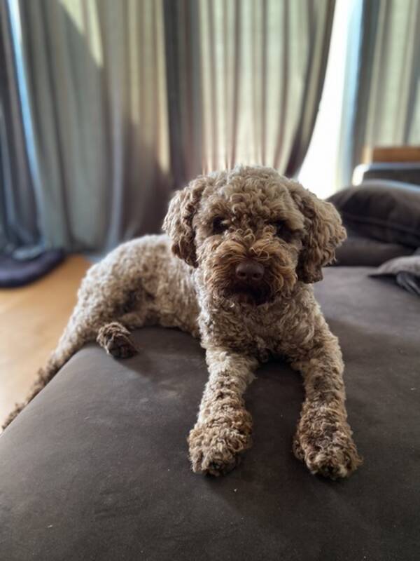 Hund - Lagotton Primo
