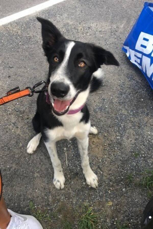 Hund - Alaska husky Neyma