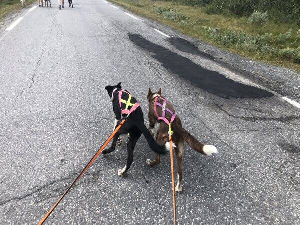 Hund - Alaska husky Neyma