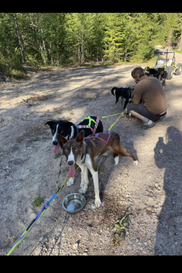 Hund - Alaska husky Neyma