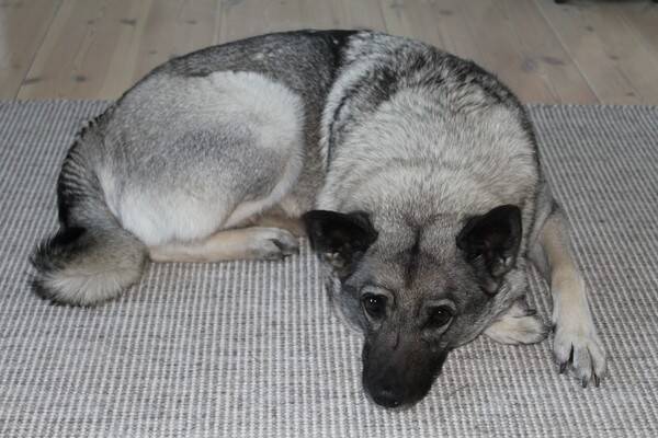 Hund - Norsk gr elghund