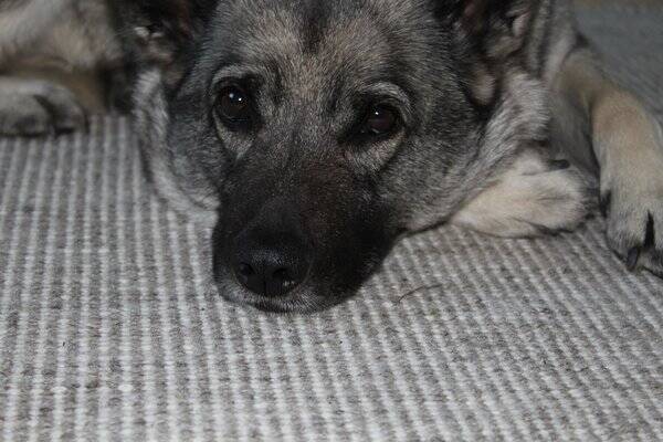 Hund - Norsk gr elghund