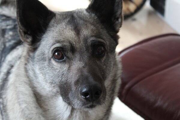 Hund - Norsk gr elghund