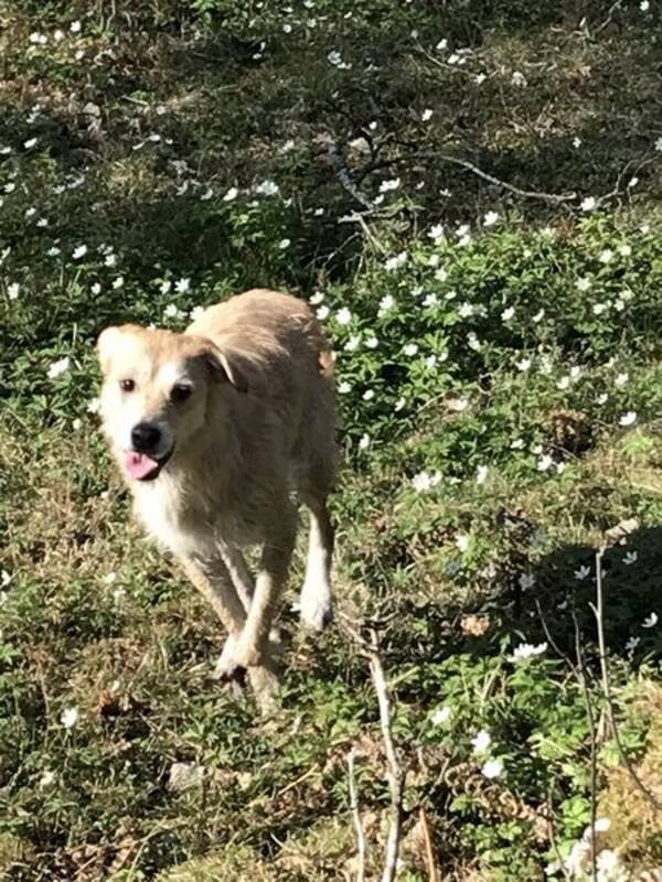 Hund - Blandrashanne  ca 60 cm mankhöjd.  Hund - Blandrashanne  ca 60 cm mankhöjd.