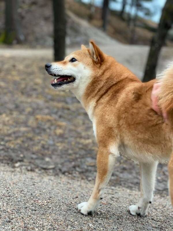 Hund - Shiba inu
