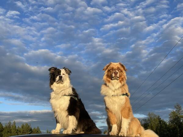 Hund - Frn v. Soltra & Tuli