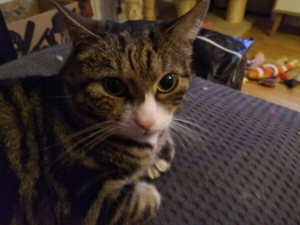 Katt - Katten Zigge. 