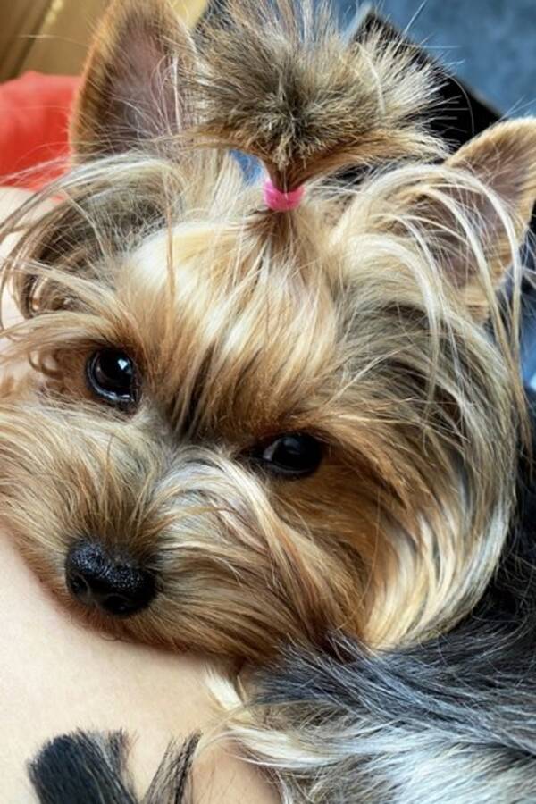 Hund - Yorkshire terrier