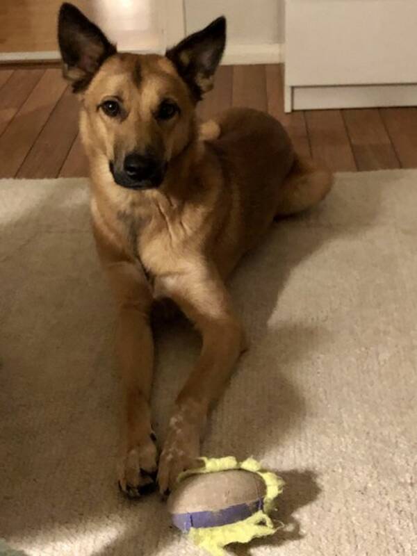 Hund - Fox